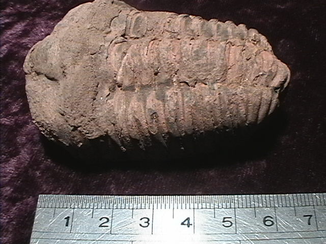 Fossil - Trilobite - Flexicalymene - 70mm - Click Image to Close